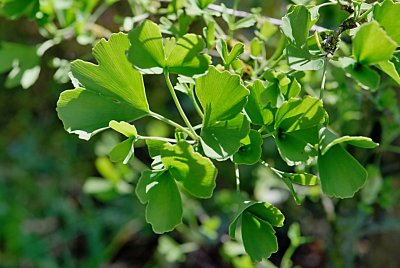 Ginkgo biloba 'Tubifolia' - jinan dvojlaločný - letní listy